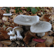 Мицелий Говорушки серой / Говорушка дымчатая (Clitocybe nebularis)